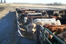 A bill introduced into the legislature proposes that undocumented immigrants be allowed to work in Kansas for two years at a time to address labor shortages at feedlots and dairies.