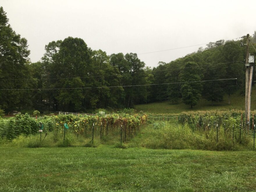 Bennett Quillen’s field in Deane, Kentucky, near a number of AML sites.