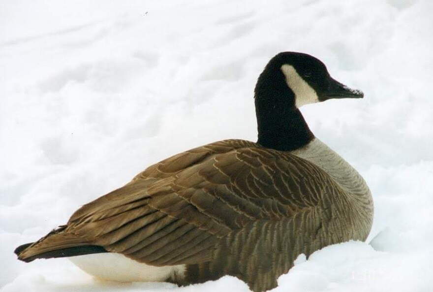Goose Cold The bird with the skinny legs | Interlochen Public Radio