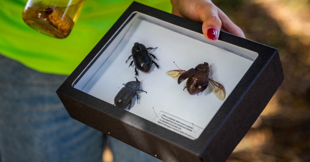 Expanding coconut rhinoceros beetle traps in Hilo