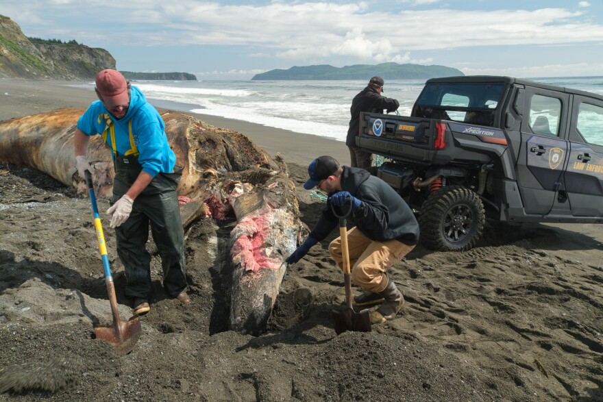 The team needed to dig more of the snout out to