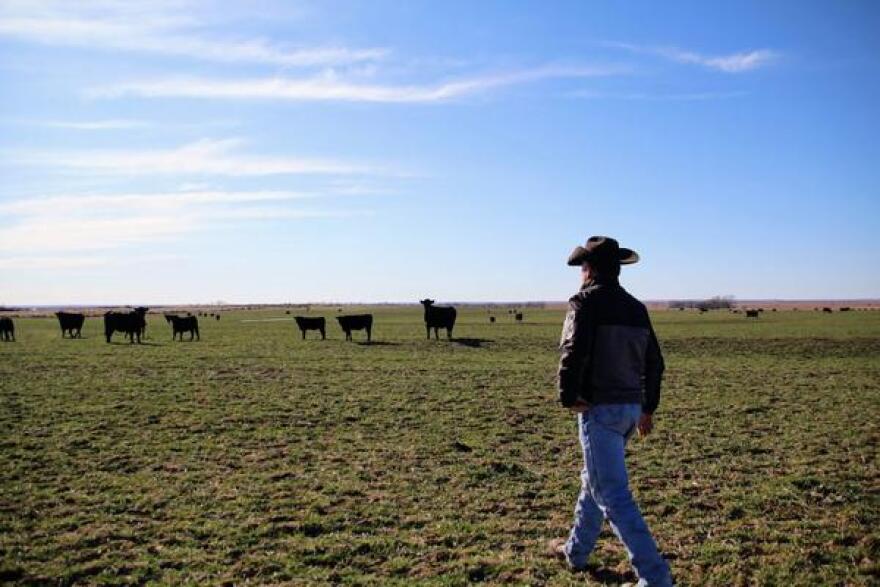 Man in cowboy hat looking out over plain with cows in the background.
