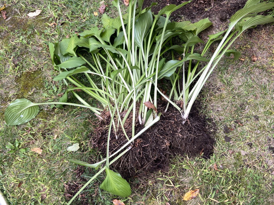 A hosta plant dug out of a garden.