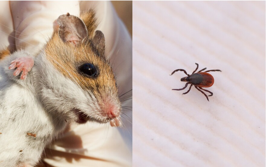 Mice and ticks get along swimmingly. Other animals, such as possums, groom away ticks — and sometimes kill them. But white-footed mice tolerate ticks covering their faces and ears. Blacklegged ticks, like the adult female on the right, are tiny — about the size of a sesame seed.