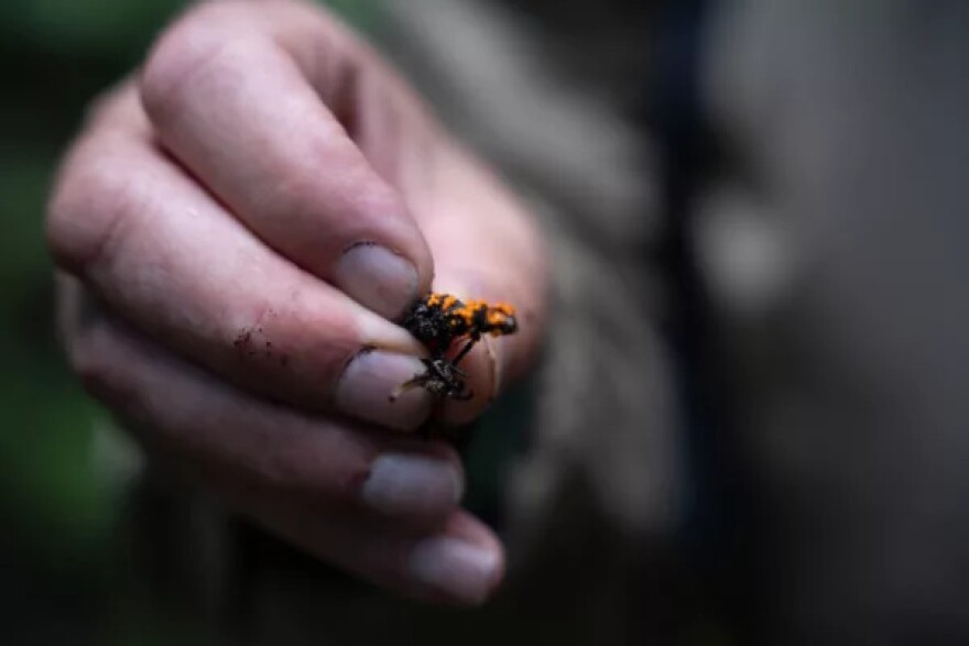 Sinclair loves finding “weird” fungi just as much as the edible ones.
