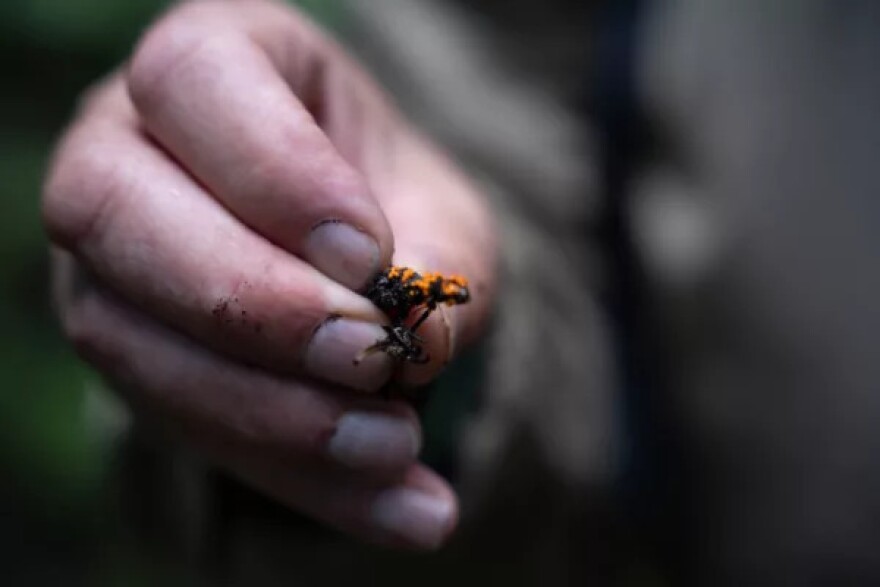  Sinclair loves finding “weird” fungi just as much as the edible ones.