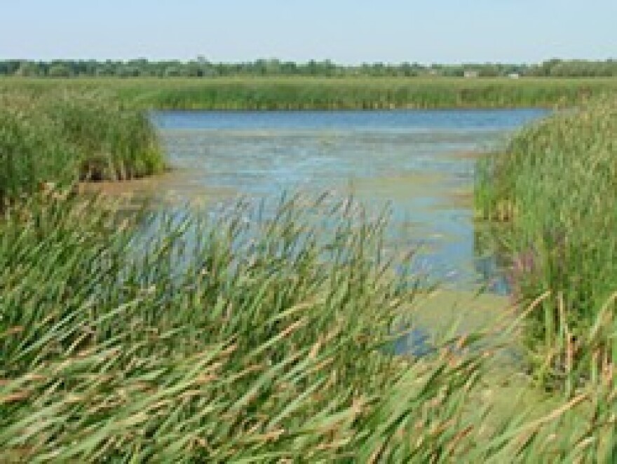 Braddock Bay and its wetlands.