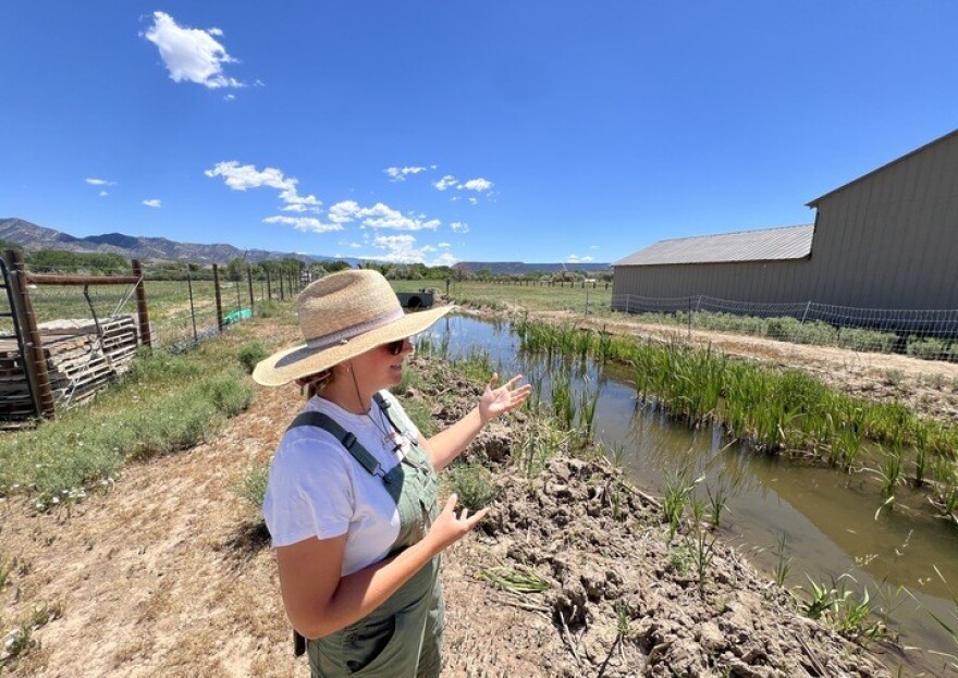 Becca Roberts examina la zanja que abastece de agua a Highwater Farms, en Silt, el 15 de junio de 2026. La granja cuenta con derechos de agua de primera categoría que se remontan a finales del siglo XIX pero si el nivel de la zanja desciende demasiado, Roberts no podrá bombear agua.