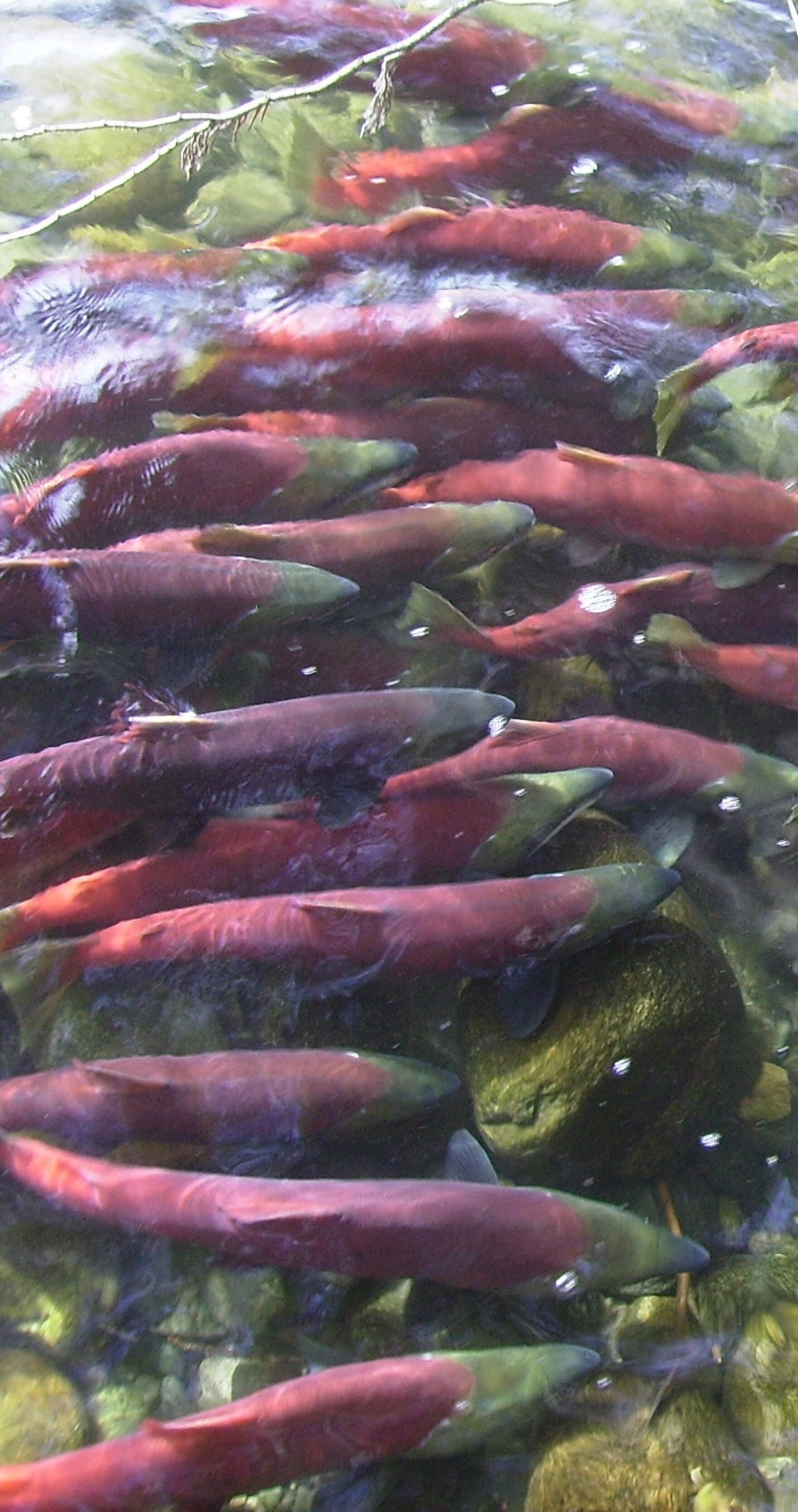 Bristol Bay's commercial salmon fishery valued at 2 billion in 2019