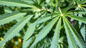 A close-up photo of the Cannabis leaf.