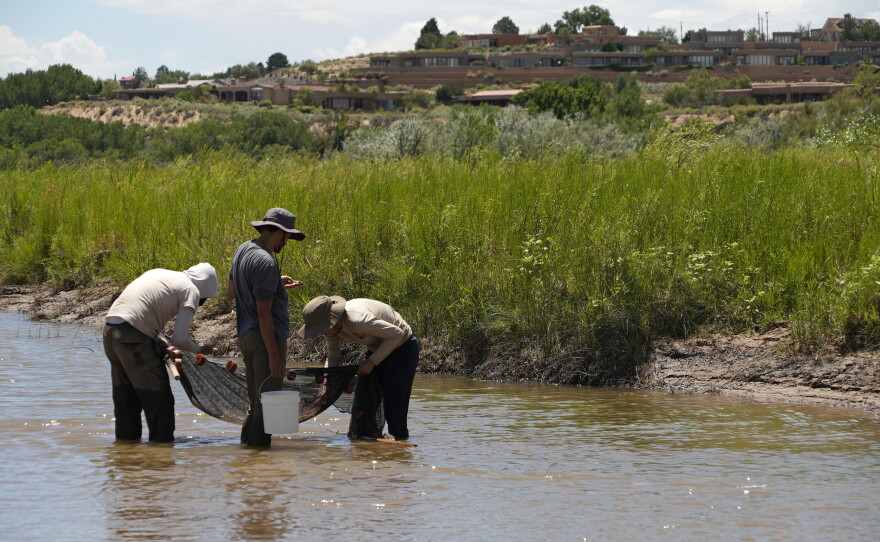 Fish biologists work to rescue the endangered Rio Grande silvery minnows from pools of water in the dry Rio Grande riverbed Tuesday, July 26, 2022, in Albuquerque, N.M. For the first time in four decades, the river went dry and habitat for the endangered silvery minnow — a shimmery, pinky-sized native fish — went with it. (AP Photo/Brittany Peterson)