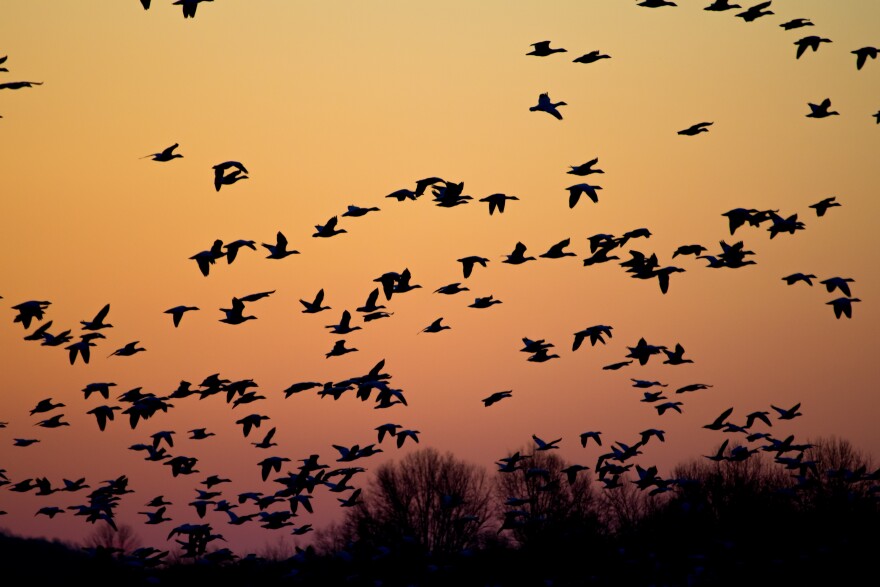 migrating birds 