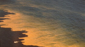 A red tide off the coast of California. Algal blooms are especially common during the summer months, and are the cause of the state’s annual mussel quarantine. (Peter Franks/Scripps Institution of Oceanography)
