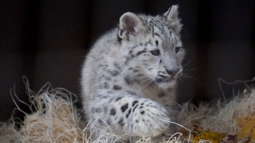 Snow leopard cub, Juniper, explores