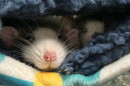 Various rats in cages, woman overseeing their care. 