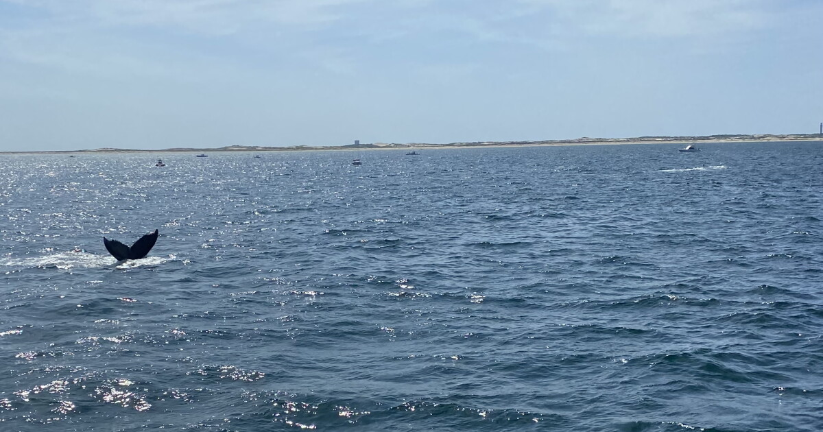 A new perspective on an iconic piece of Cape Cod and the Islands | CAI