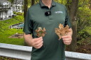 Regional DEC forester Tim Wenskus shows two Norway maple leaves infected with tar spot.