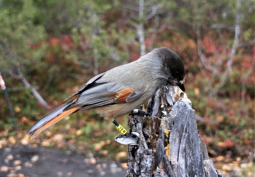 Biologists published evidence that Siberian jays can distinguish relatives they've never seen before.