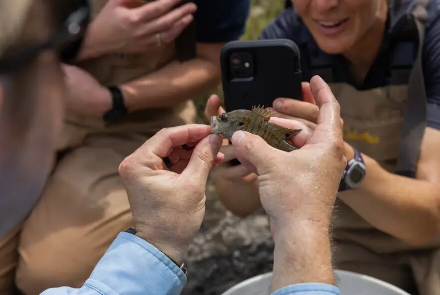 Texas Parks and Wildlife Department biologists and staff take photos of a green sunfish caught during the aquatic sampling at Yancey Creek.