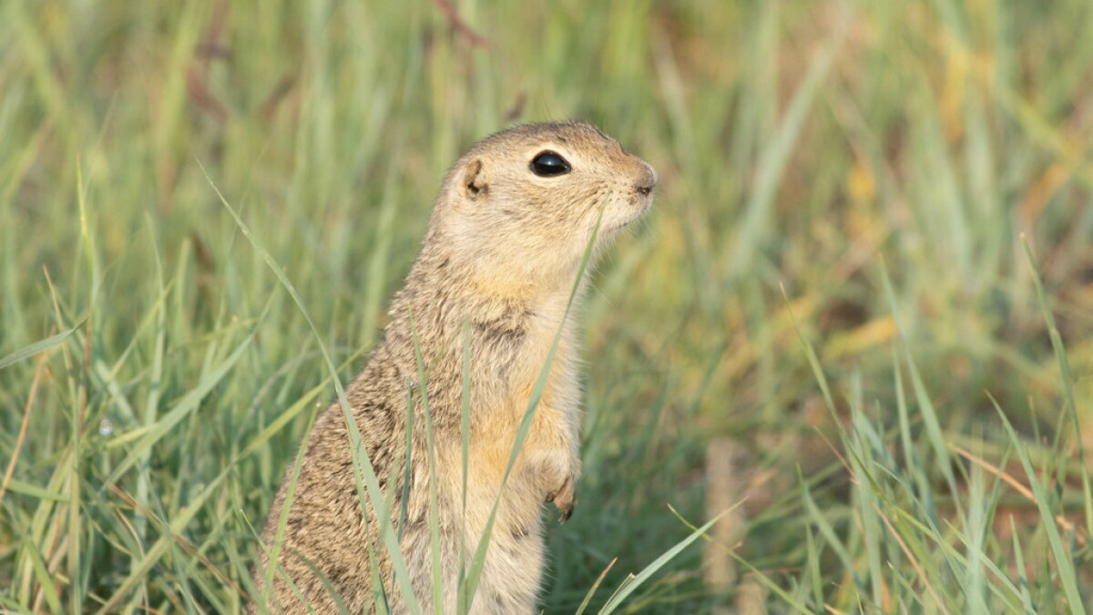 Richardson's Ground Squirrel - Vimarsana News