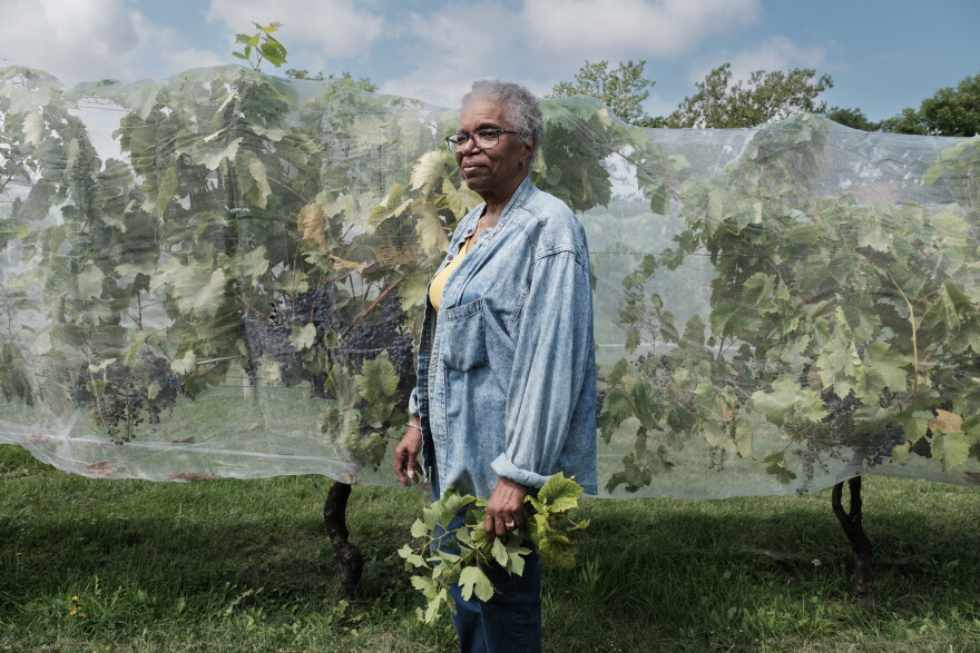 Brenda Frazier works in the vineyard at the Vineyards at Hough Winery in Cleveland, Ohio on Wednesday, August 19, 2026. Matthew Chasney for Ideastream Public Media.