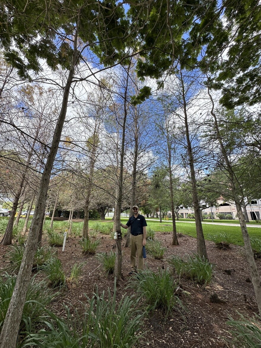 Ali Ebrahimian, an engineer at Florida International University  who studies urban hydrology, stands in a campus wetland planted with cypress trees.