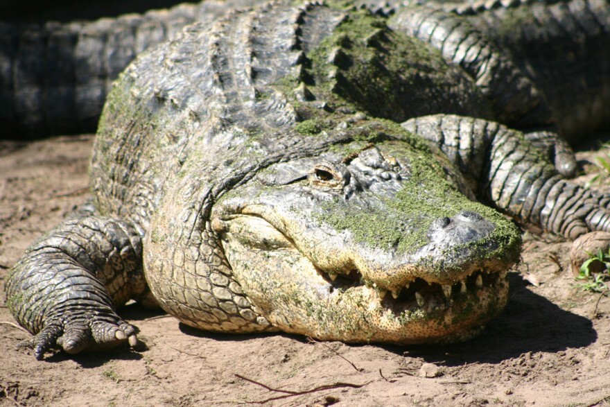 Scientists hope that studying the inner workings of strong alligator hearts will translate into future research on keeping human hearts healthy. (Wikimedia Commons)