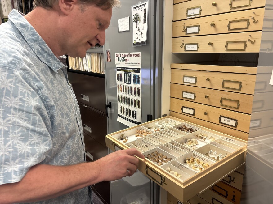 Lyle Buss, a senior biological scientist at the University of Florida, examines preserved tussock moth specimens after their transition in Gainesville, Fla., Thursday, April 2, 2026. Female moths are wingless, while males have wings. (Annaleis Holz/WUFT News)