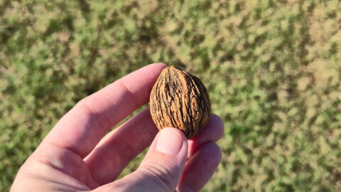 A hulled black walnut. At this stage the nut will be left to dry before being shelled and processed.