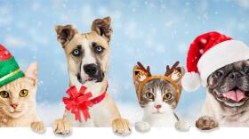 Row of dogs and cats dressed for Christmas celebration in a row hanging, paws, over white web banner with snowy winter scene background