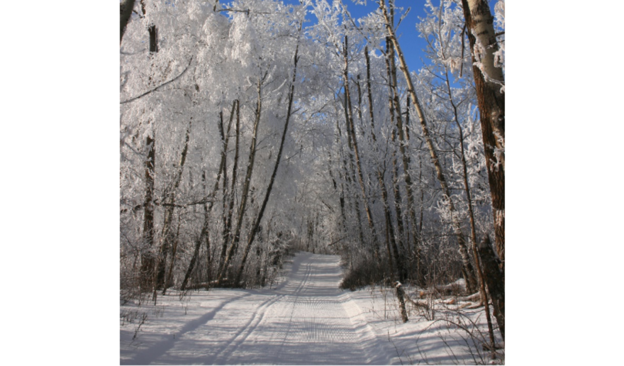 cross country ski trail in the turtle mountain aspen forest