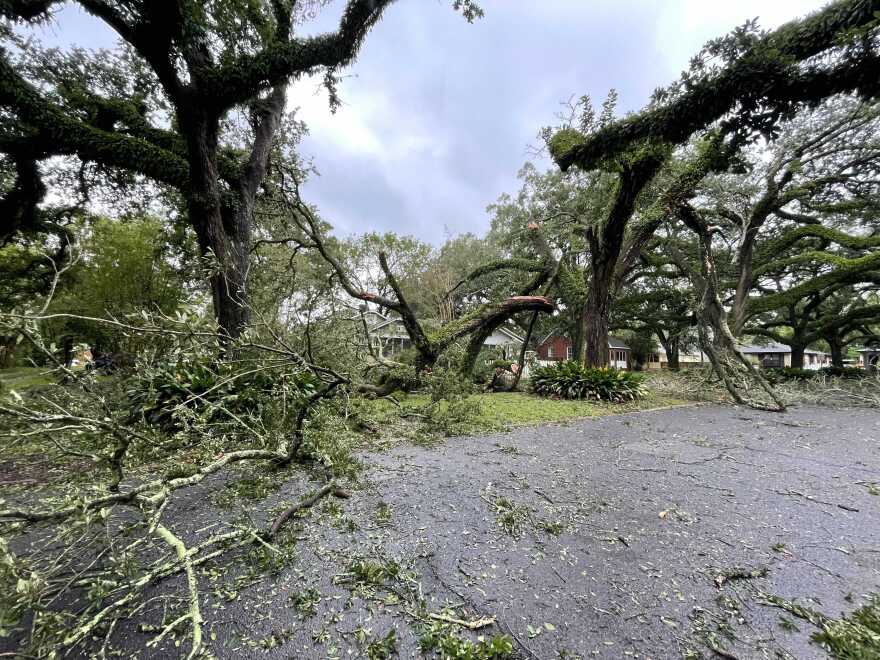 A live oak tree ripped apart by Hurricane Ida’s winds in Baton Rouge’s Garden District. August 30, 2021.