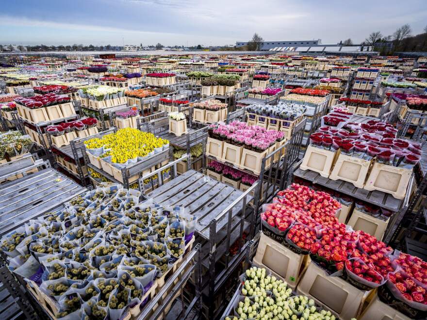 Flowers are stored prior to their destruction at the flower auction in Aalsmeer, Netherlands, on March 16, 2020.