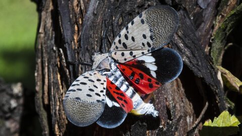 This Sept. 19, 2019, file photo shows a spotted lanternfly at a vineyard in Kutztown, Pa.