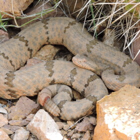 Crotalus lepidus – the rock rattlesnake – is one of six rattler species found in West Texas. Dr. Vicente Mata-Silva, a herpetologist at the University of Texas at El Paso, has studied these lesser-known rattlers at the university’s Indio Mountains Research Station, south of Van Horn.