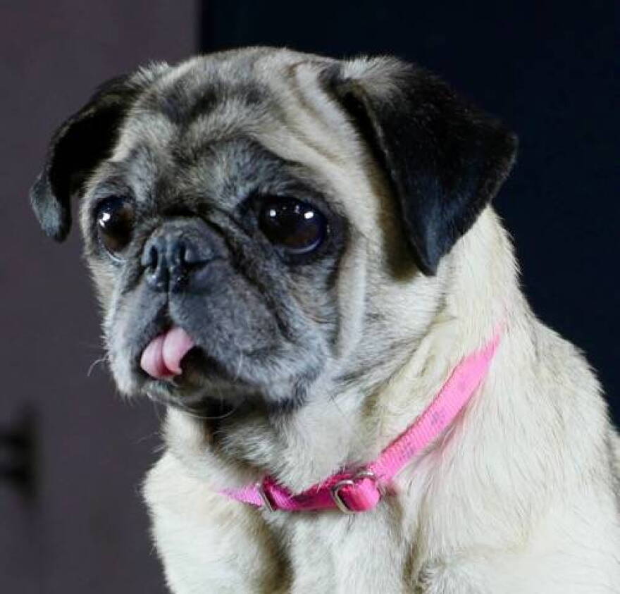 Miss Betty, a rescued pug, makes her stage debut this weekend with the Indianapolis Opera.