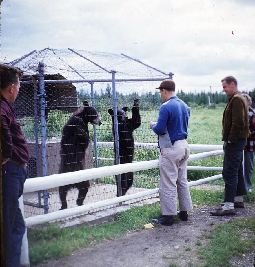 Photo of "Bears at Rhinelander" 1951, Public Domain