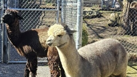 Alpacas Chrome, the white one, and Thunder, the brown one, are the newest residents of the Seneca Park Zoo.