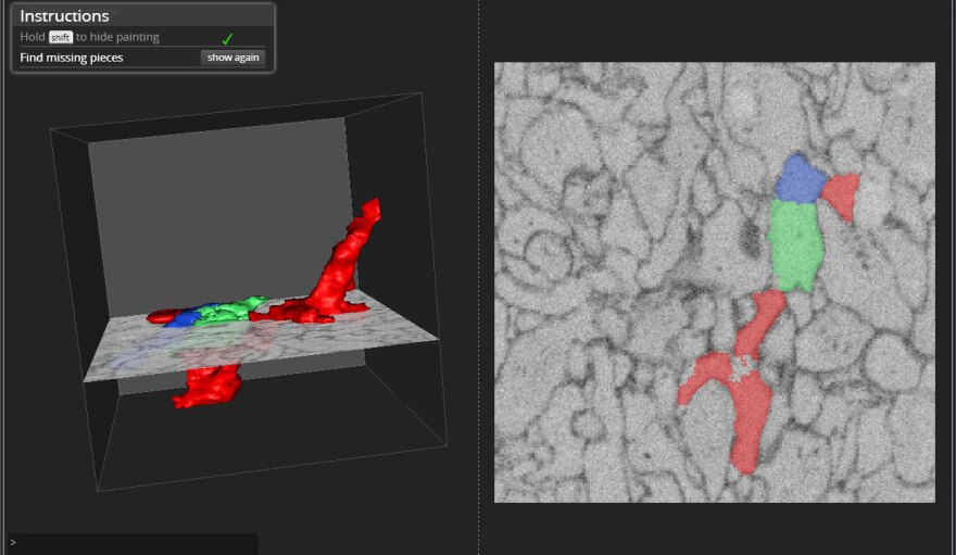 In the EyeWire game, participants identify different neurons by coloring in their shapes using a Web-based 3-D interface.
