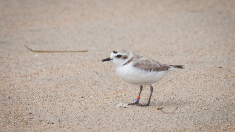 A small, round bird stands in the sand. She has two little plastic bands on one of her ankles. 