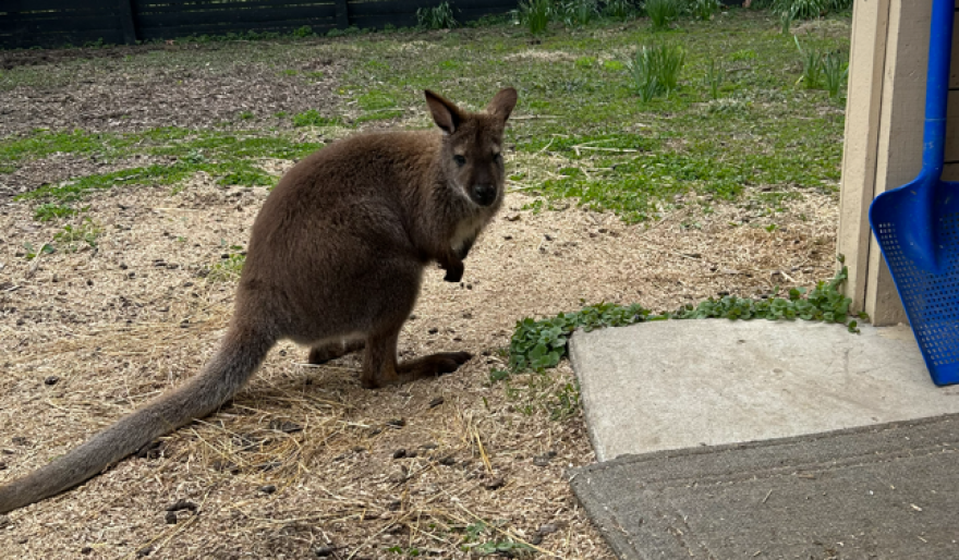 A wallaby in a yard covered with straw.