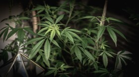 While the New York State Legislature approved a bill to further decriminalize cannabis, Kassandra Frederique with the Drug Policy Alliance said it's a poor substitute for legalization.