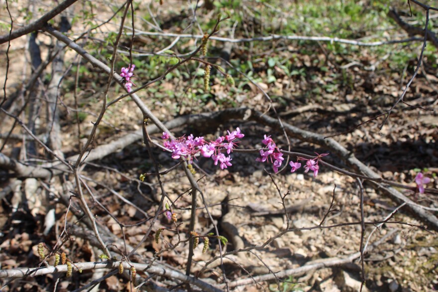 A native redbud tree in bloom at Cedar Gap Conservation Area in Missouri in April 2025.