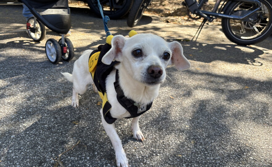 Photos from Porchfest 2026 and Boo-Le-Bark