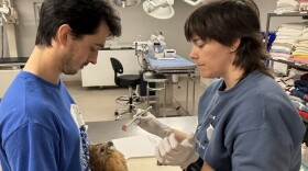A man in a blue shirt wears large yellow mittens and holds a red-shouldered hawk. A person in a blue sweatshirt stands in front of the hawk, holding a piece of meat with tweezers. 