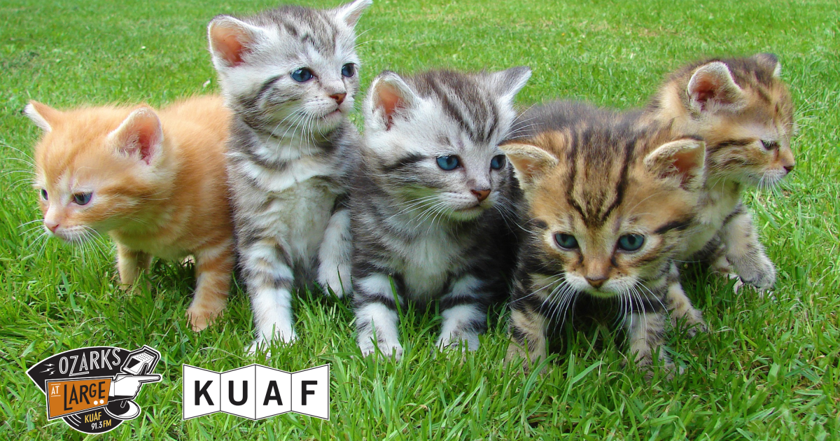 Gen Z adoptions help drive record cat save rate in shelters