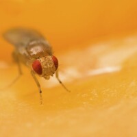 Now we know why we'll never see a common fruit fly (<em>Drosophila melanogaster</em>) sitting on a beet.