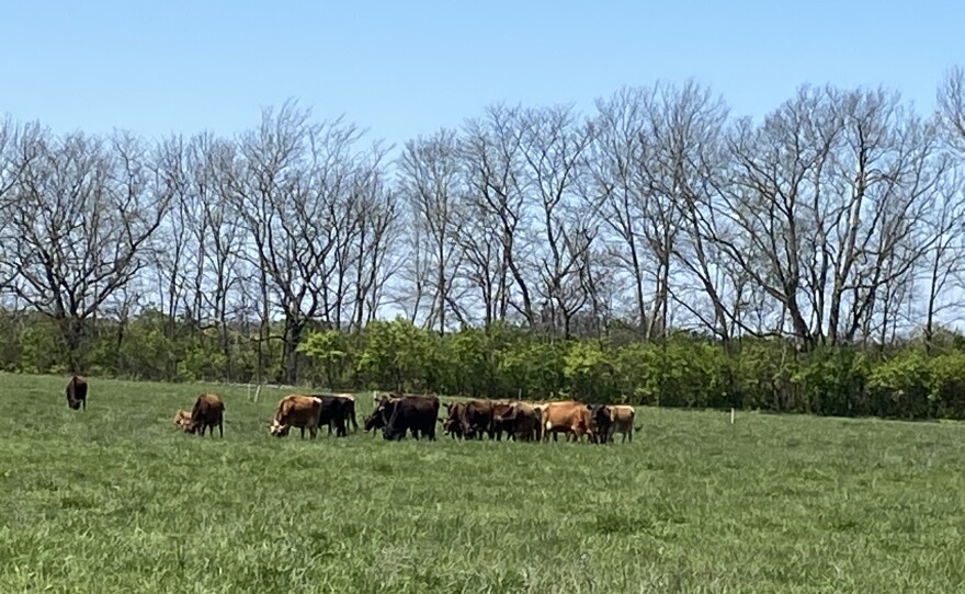 cows grazing on the DeBruin farm
