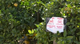 A pesticide warning sign in an orange grove warns in English and Spanish that the pesticide chlorpyrifos, or Lorsban, has been applied to these orange trees.