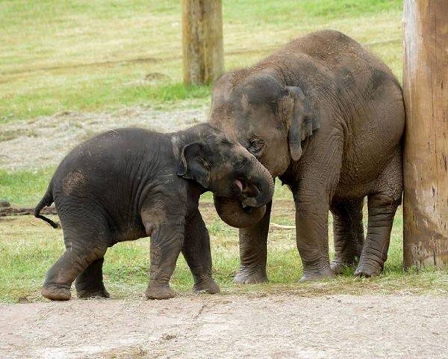 The Oklahoma City Zoo's juvenile elephants Malee (right) with her younger sister Achara.